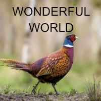 Wonderful World