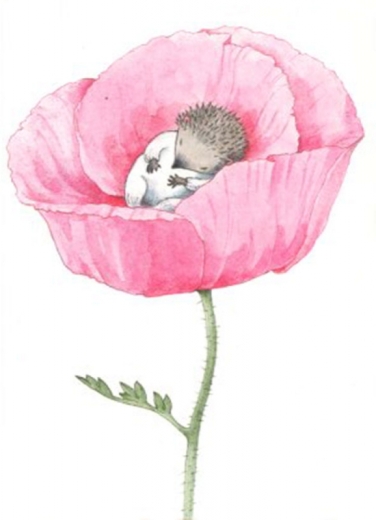 Postkarte – Igel in der Blumenblüte