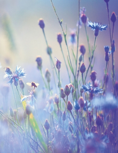 Blankbook – Summer Meadow