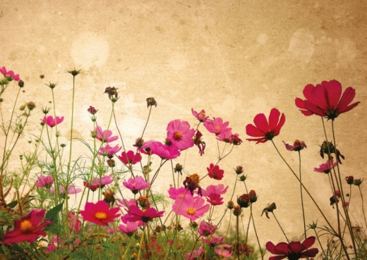 Poppy Flowers