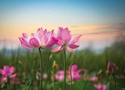 Postkarte - Lotus Blooming at sunset