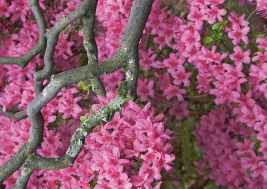 Zen Flowers