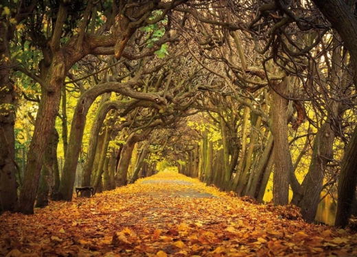 Autumnal Alley in the Park...