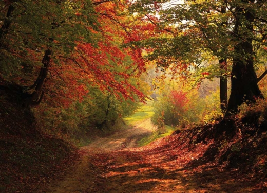 Autumn Alley