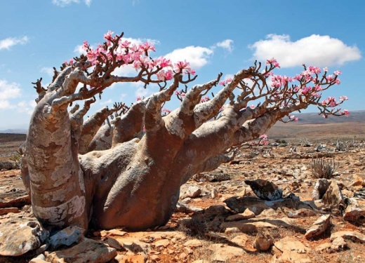 Postkarte - Bottle Tree in Madagascar