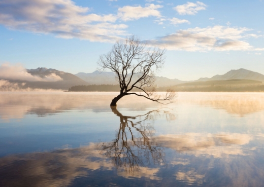 Lone Tree