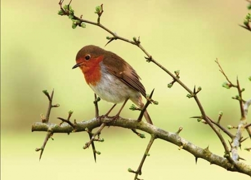 Postkarte - Spring bird