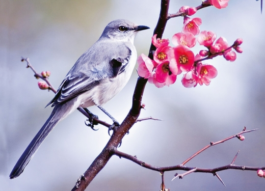 Postkarte - Mocking Bird