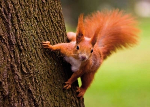 Red Squirrel