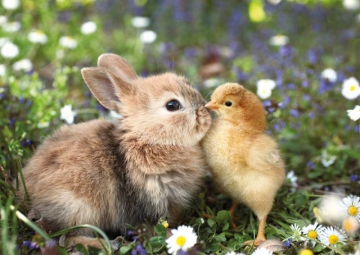 Puppy Kiss