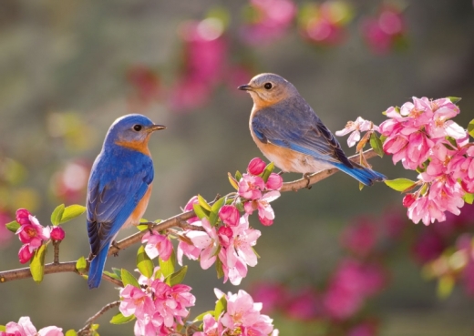 Eastern Bluebirds