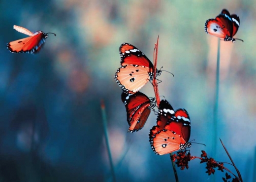 Postkarte - Butterflies