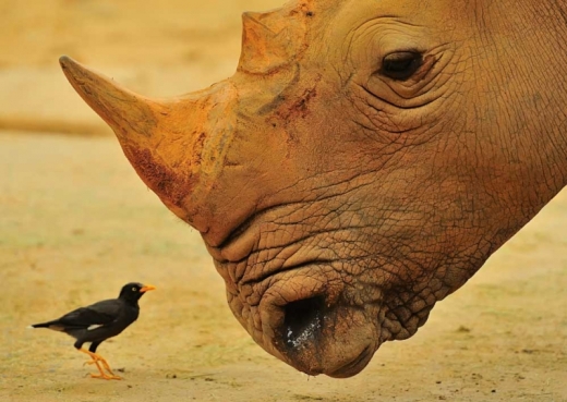 Rhino and Oxpecker