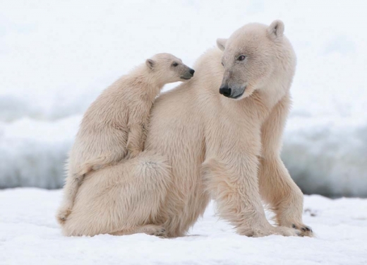 Postkarte - Polar Bears