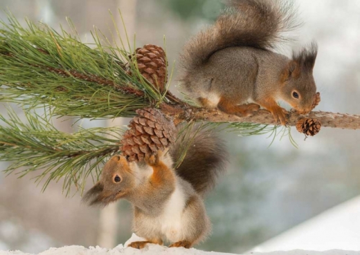 Postkarte – Winter Squirrels