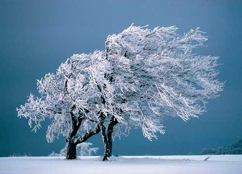 Trees in the snow