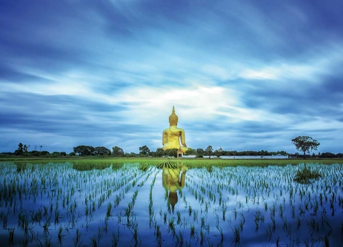 Buddha in the Fields