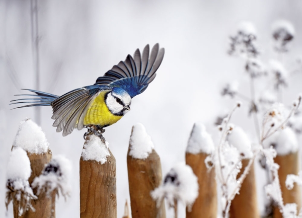 Postkarte - Garten im Winter