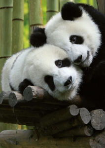 Cuddling Pandas