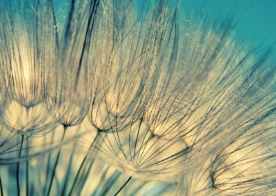 Blue abstract dandelion