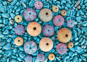 Colorful sea urchins