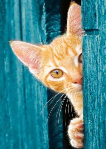 Greek Island Cat