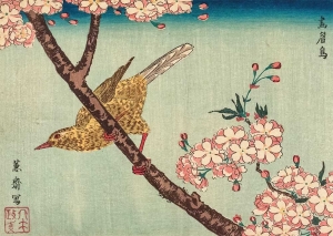 Kitao Masayoshi - Bunting and Cherry Blossoms