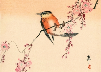 Ohara Koson - Red Bird and Cherry Blossoms
