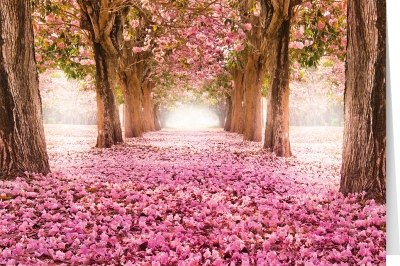 Blossom Alley