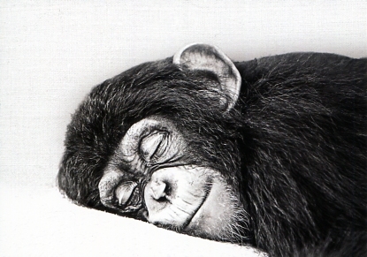Schimpanse sweet Dreams