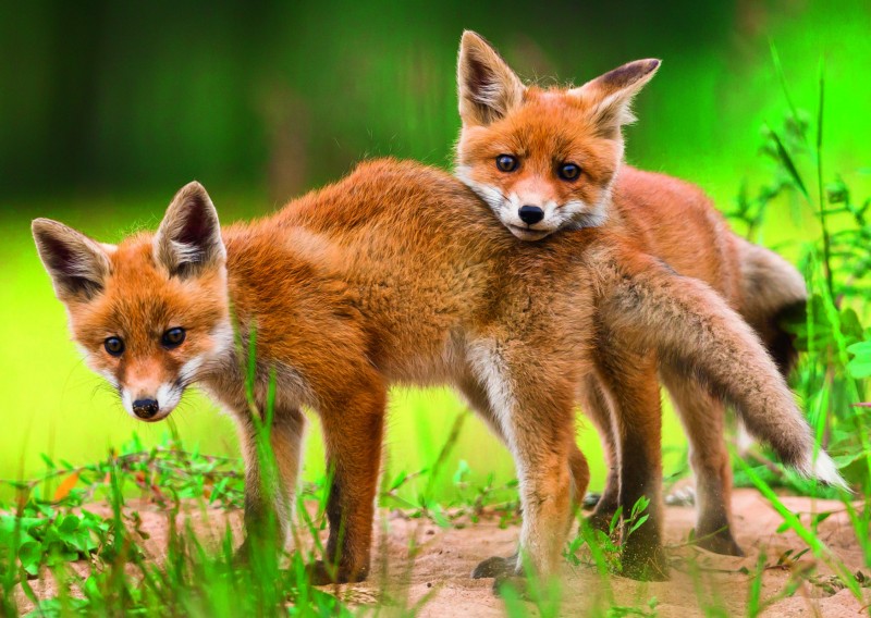 Foxes