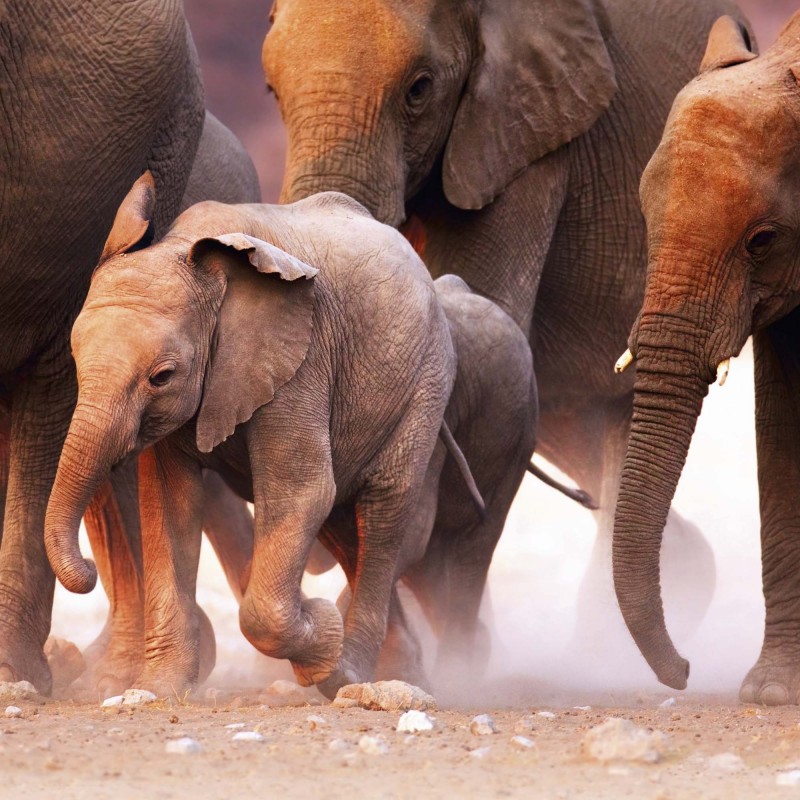 Elephant Families