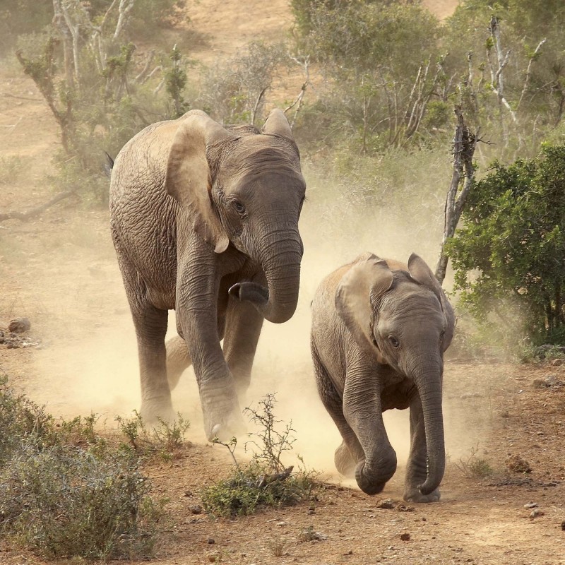 Elephant Families