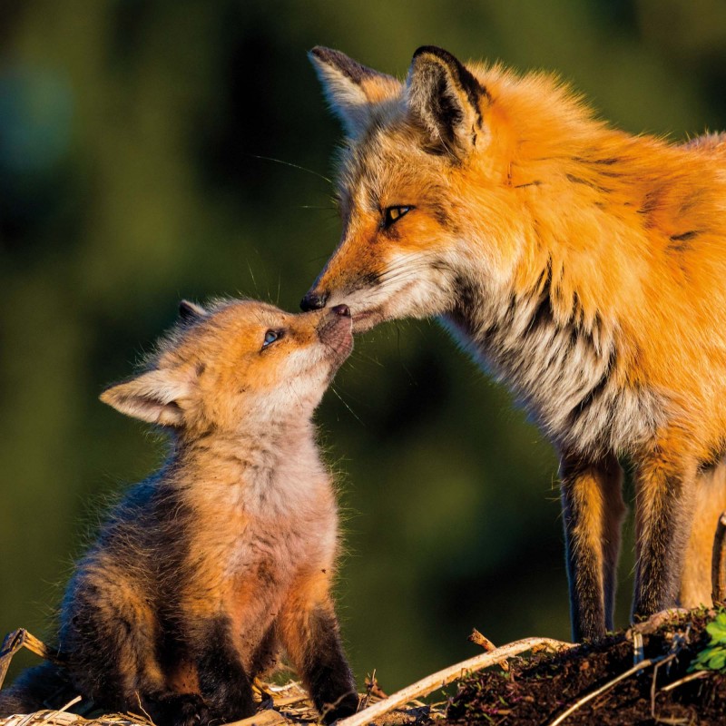 Little Friends/Kleine Freunde