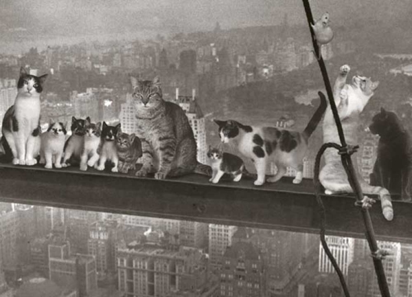 Postkarte - Cats over New York City