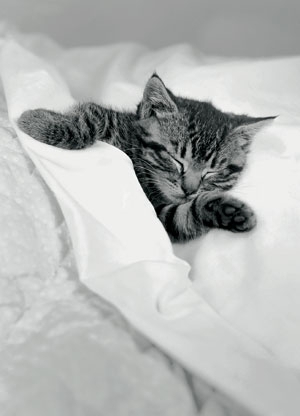 Postkarte - Sleep tight little kitten