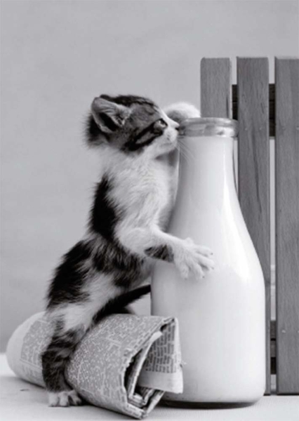 Postkarte - Kitten drinking milk