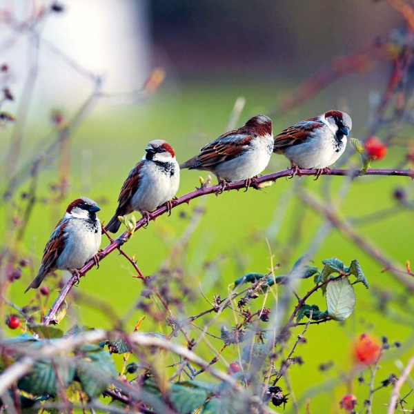 Kalender 2026Birds(Vorverkauf)