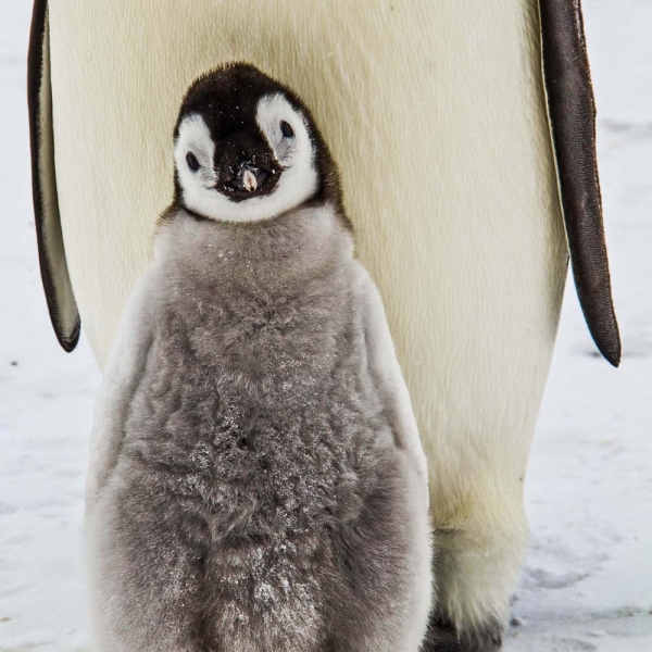 Kalender 2026Pinguine(Vorverkauf)