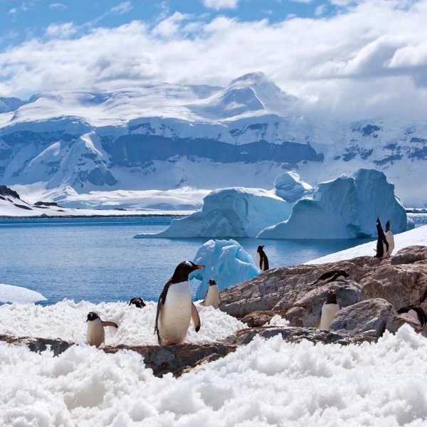 Kalender 2026Pinguine(Vorverkauf)