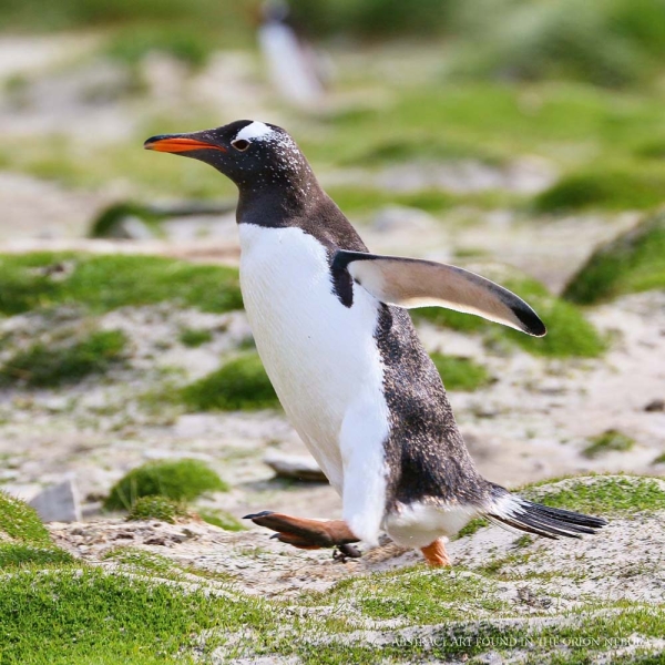 Kalender 2026Pinguine(Vorverkauf)