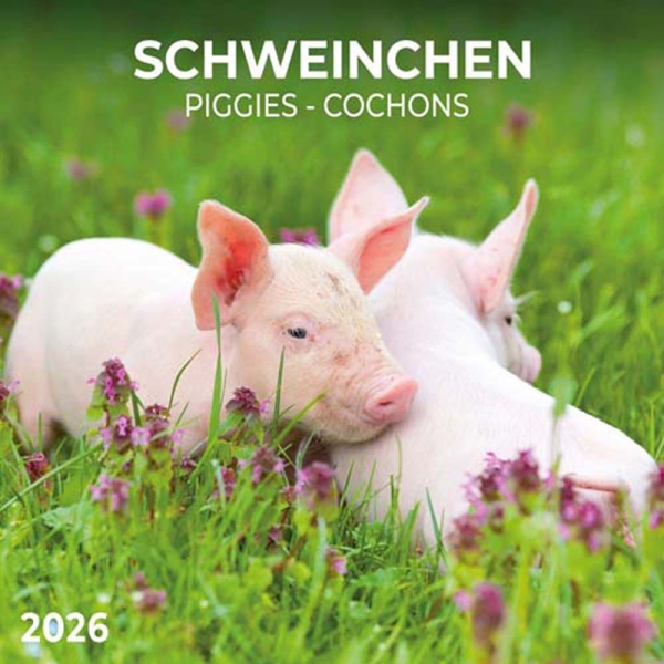 Kalender 2026Schweinchen