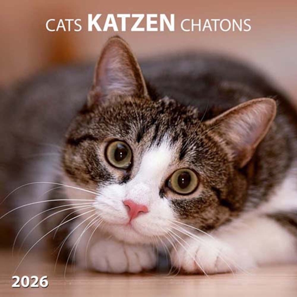 Kalender 2026Katzen