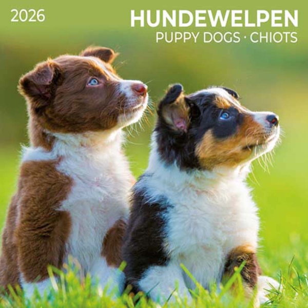 Kalender 2026Hundewelpen