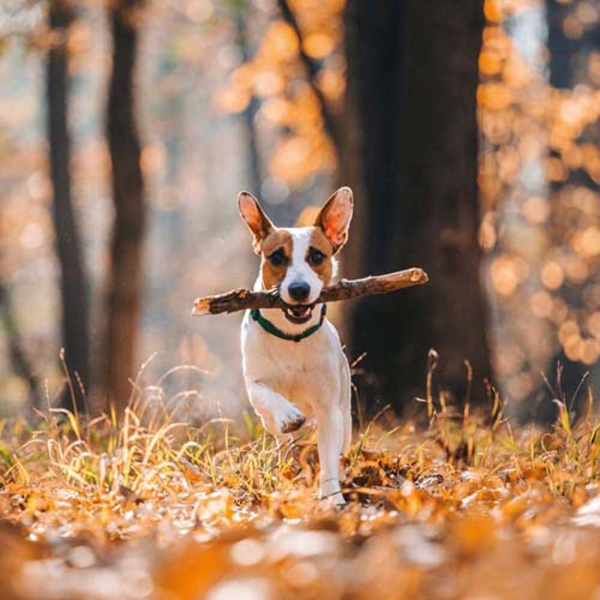 Kalender 2026Hundewelpen