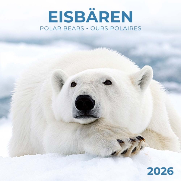 Kalender 2026Eisbären