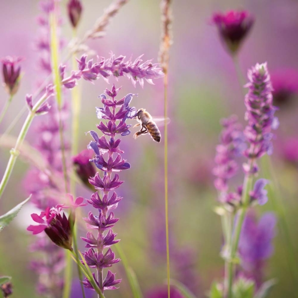 Kalender 2026Blumen