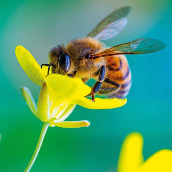 Kalender 2026Bienen