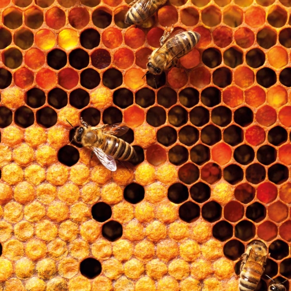 Kalender 2026Bienen