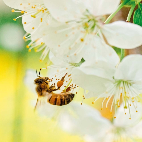 Kalender 2026Bienen